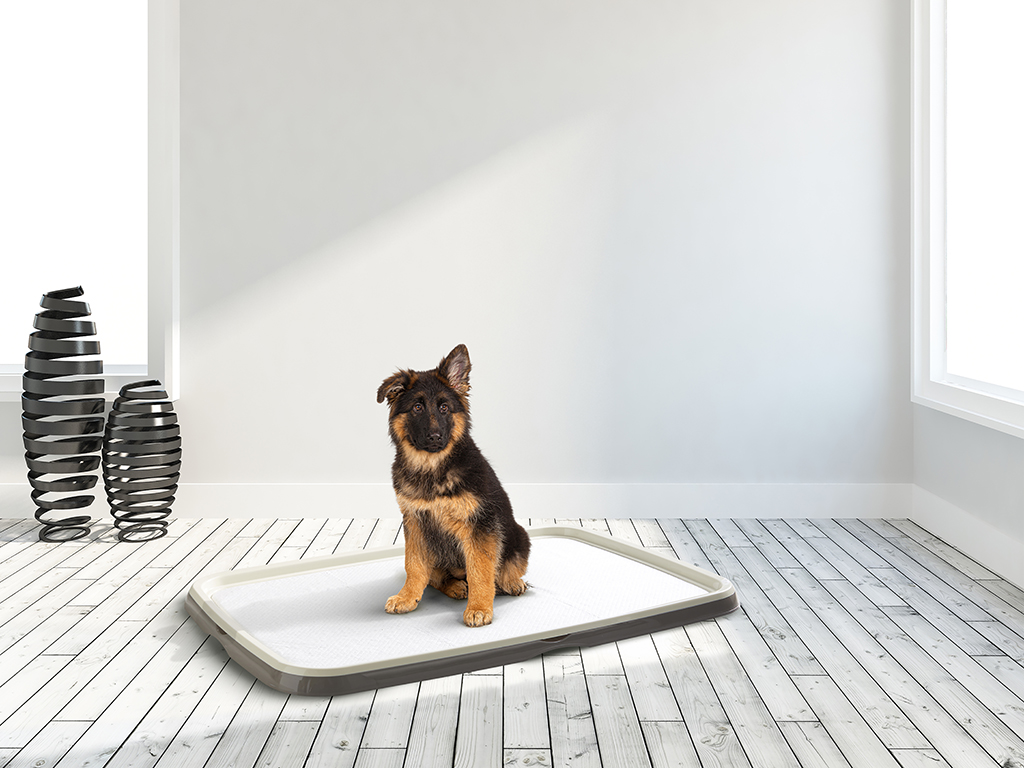 3242-puppy-trainer-starter-kit-xl