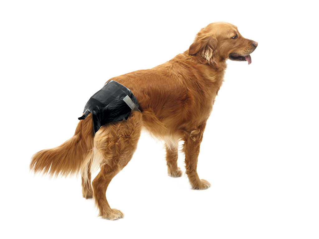 Comfort-nappy-dog-4-5-6-6.5