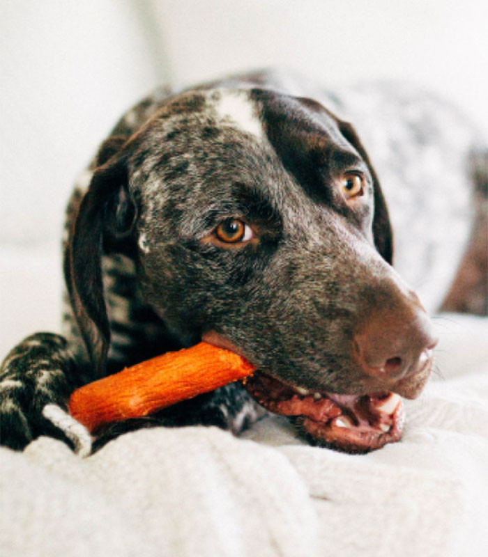 petstages-dogwood-stick-mesquite-barbecue-flavor-dog-chew-toy (3)